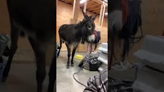 Donkey core