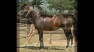 The Morgan Horse Facts Breeding and History