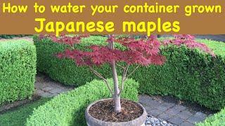 Watering your container grown Japanese maples