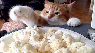 Sneaky CATS & DOGS stealing food! TOO FUNNY!