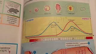 The synchronism of the ovarian and uterine cycle