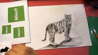 How to Draw a Tiger | Pencil Art | MitGreen TV