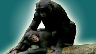 How do animals have sex? | Earth Unplugged
