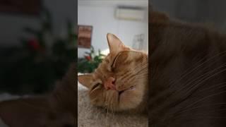 ️Кот Артём️
