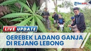 Ladang Ganja 1 H di Rejang Lebong Bengkulu Digerebek Polisi, Pemilik Kabur Tinggalkan Anak Istri