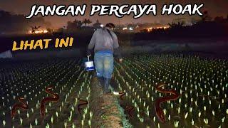 PEMBUKTIAN !! ngobor belut di sawah saat  bulan terang