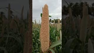 #Kambu #PearlMillet #Harvest #Cultivation #MilletFarming #Organic #Viral  #TN #Tenkasi #EatHealthy