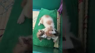 kitten kitten lucu yang ditinggal induknya #youtubeshorts #kitten #cat