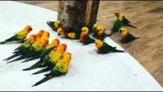 Cute And Funny Conure Parrot Gang War