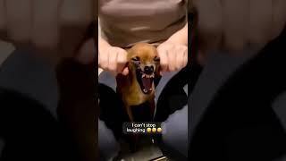 funny animals video #shortvideo #shorts