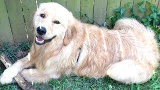 Golden Retriever Puppy Out In The Back Yard