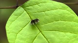 Moth mimicking a jumping spider