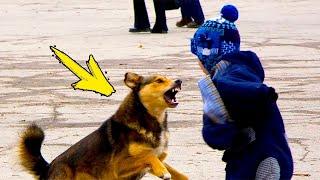 While feeding the evil street dog, the boy had no idea how THIS would turn out!