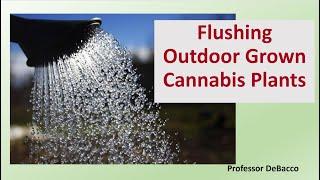 Flushing Outdoor Grown Cannabis Plants