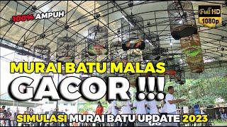 MURAI MALAS JADI GACOR PAKAI MASTERAN INI! | SIMULASI MURAI BATU 2023