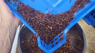 POV working in a mealworm farm