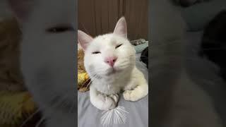 睡觉吧，人间不值得 ~睡觉的喵星人〖Sleeping Cat ASMR〗