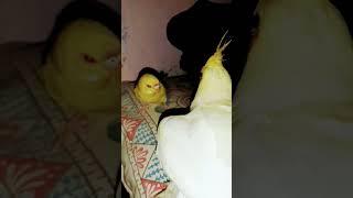 Noon nap..#nap #satisfying #comedy #funnyvideo #happy #funny #cockatiel #budgies #funnyanimals