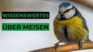 14 spannende Fakten über Meisen, die Du noch nicht wusstest