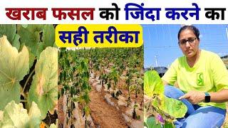 खराब हुई फसल को बेहतर बनाने का  तरीका । Vegetable Farming | Streptocycline uses | copper sulphate