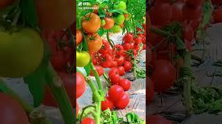 suntoday tomato seeds#seeds#tomato seeds#vegetable seeds#suntoday seeds