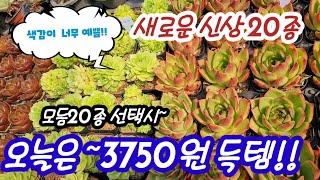 오늘은 3750원에 득템!!모듬선택 새로운 신상으로 20종개별선택구매도 가능레드다이아몬드펄