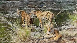 WILD TIGER CUBs playing