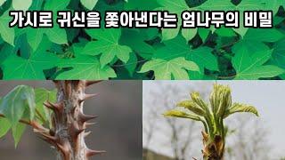 가시로 귀신을 쫓아낸다는 엄나무의 비밀