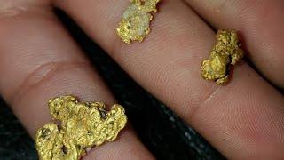 Huge Northern Virginia Gold Nuggets and Pickers