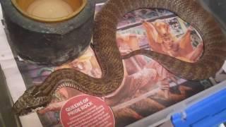 Snakeman breeds a threatened species of Death Adder