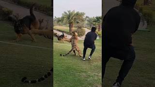 Tiger Attack on Dog | Nouman Hassan |