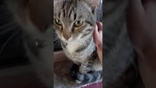 Кулёма