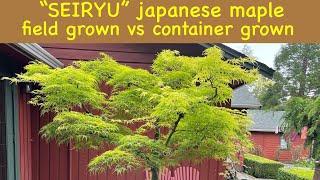 Seiryu - Japanese maple tree, container grown vs garden grown