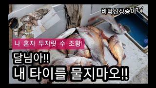 제주 타이라바 달님아 내 타이를 물지마오, 대박 혼자서 참돔 10마리 잡기, 나만따라와 도시어부 보다 바다선장중이 , 컬리빔의 위력 - jeju tairubber fishing.