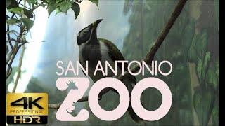 San Antonio Texas Zoo, Zoological Walk Through | DrOne 4k