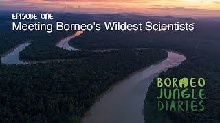 Borneo's Wildest Scientists [4K] | Borneo Jungle Diaries (S01E01) | SZtv