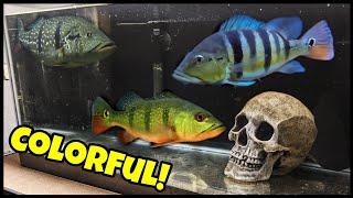 Five New Colorful Baby Peacock Bass! (Unboxing)