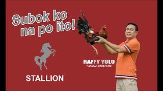 LAKAS NG STALLION!  RAFFY YULO