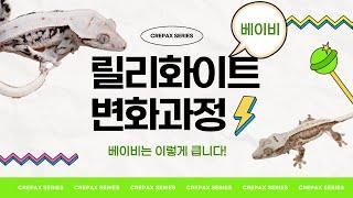 릴리화이트 종류별 베이비들은 성체가 되면 이렇게 변화해요! 크레스티드 게코 릴리화이트의 베이비 선택을 할 때 이렇게 하시면 됩니다.