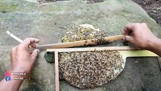Perbedaan Lebah Madu Apis Cerana Dan Apis Melifera !!