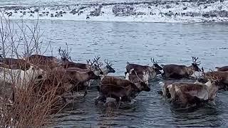 Пастухи оленеводы перегоняют стадо северных оленей через речку.