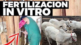 Fertilización In Vitro - Rancho En La Colina, Vacas Fértiles, Bovinos