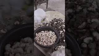 How Cashew Nuts Are Grown