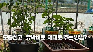 모종 심고 이것만 제대로 주어도 쑥쑥 큰다