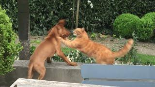 Cat Avenges Puppy's Honor