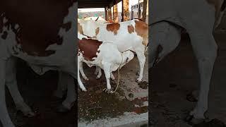 Usman Akbar #trending #cow #youtubeshorts #livestockfarming #vlog