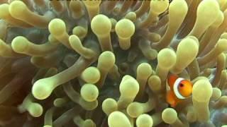 Anemonefish
