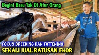 30 Tahun Pelihara Kambing Tidak Pernah Kekurangan Ekonomi