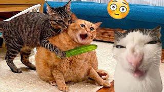 Funniest Cats  - Silliest Creature on Earth  - Funny Cats Videos Of The Month 2024 #1