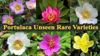 Portulaca Unseen varieties - Launching for sale soon - Grandiflora..